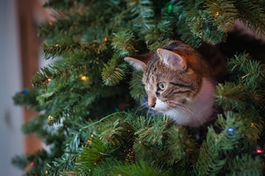 Chat Dans L'arbre De Noël